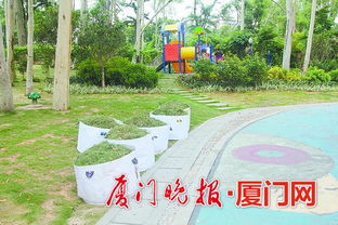 廈門出臺(tái)綠化垃圾管理辦法 枯枝斷樹優(yōu)先考慮景觀與木材應(yīng)用，推動(dòng)綠色管理升級(jí)