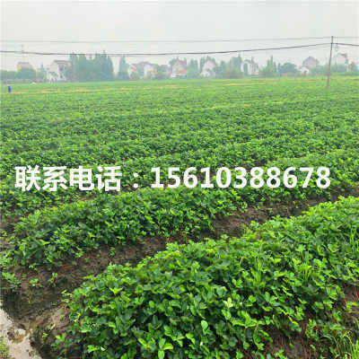 京承香草莓苗的精細化管理技術與優質批發基地綠化管理策略
